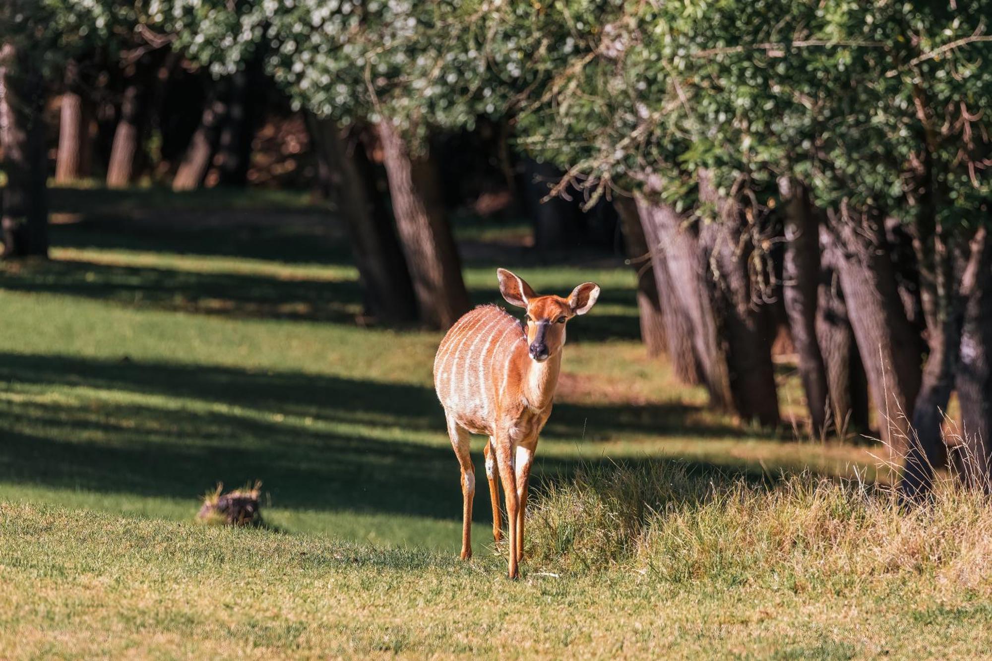 Wildehondekloof Game Lodge Matjiesrivier  Экстерьер фото