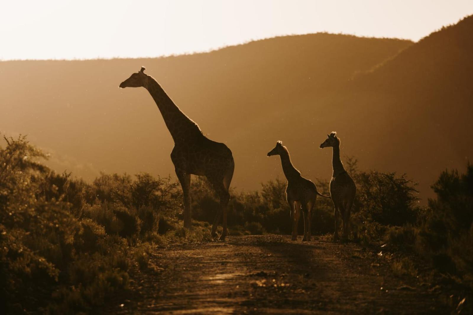 Wildehondekloof Game Lodge Matjiesrivier  Экстерьер фото