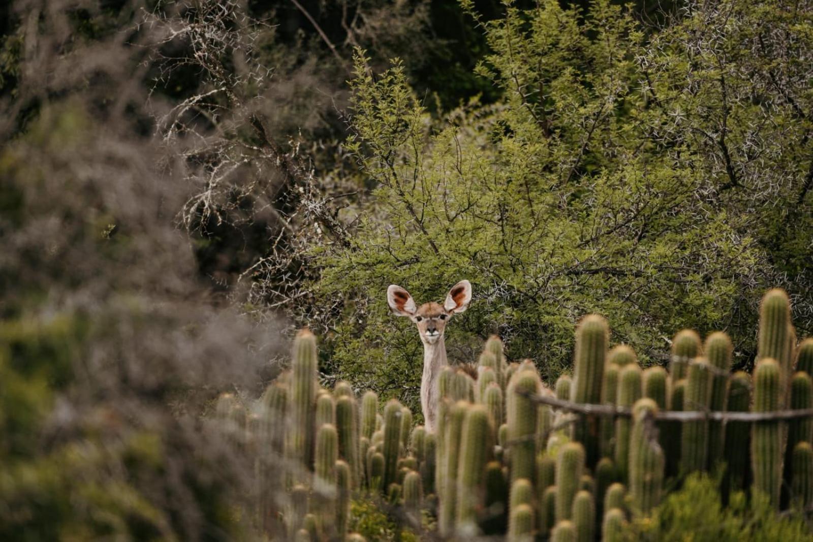 Wildehondekloof Game Lodge Matjiesrivier  Экстерьер фото