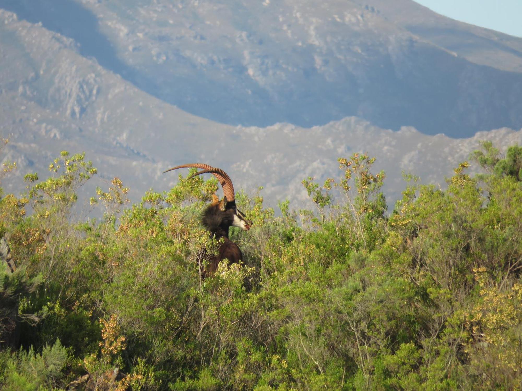 Wildehondekloof Game Lodge Matjiesrivier  Экстерьер фото