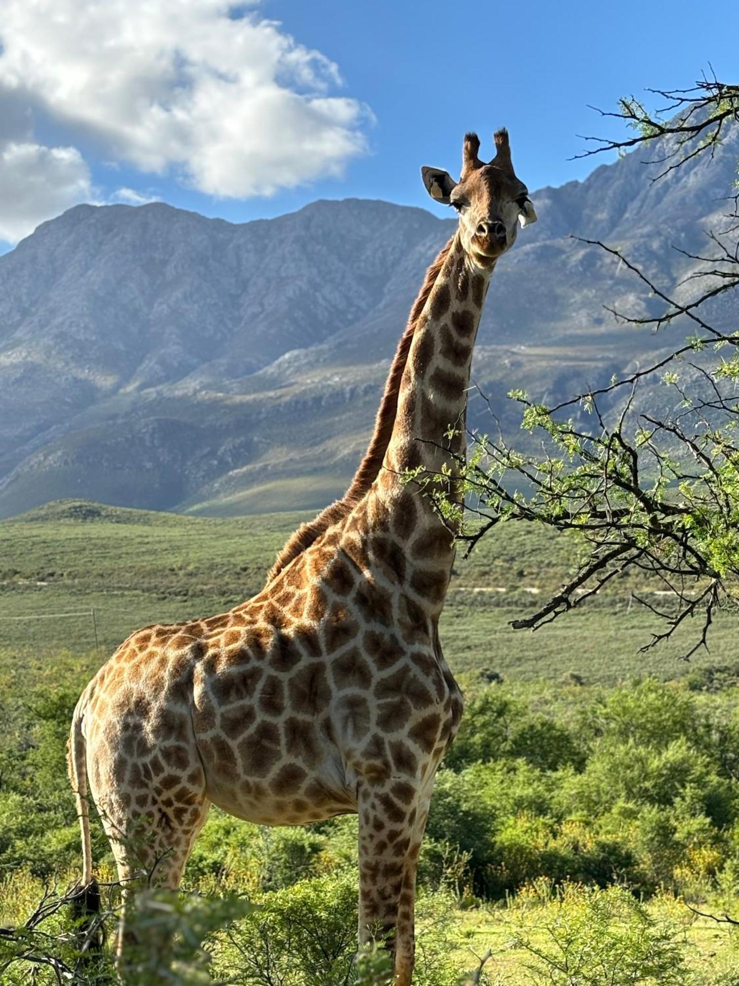 Wildehondekloof Game Lodge Matjiesrivier  Экстерьер фото